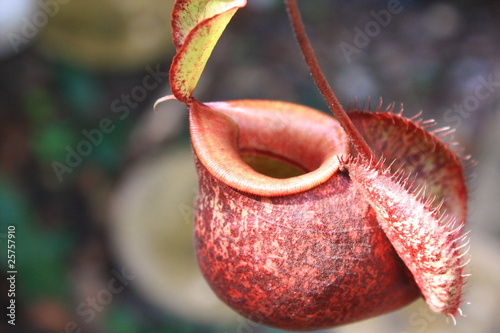 Nepenthes photo