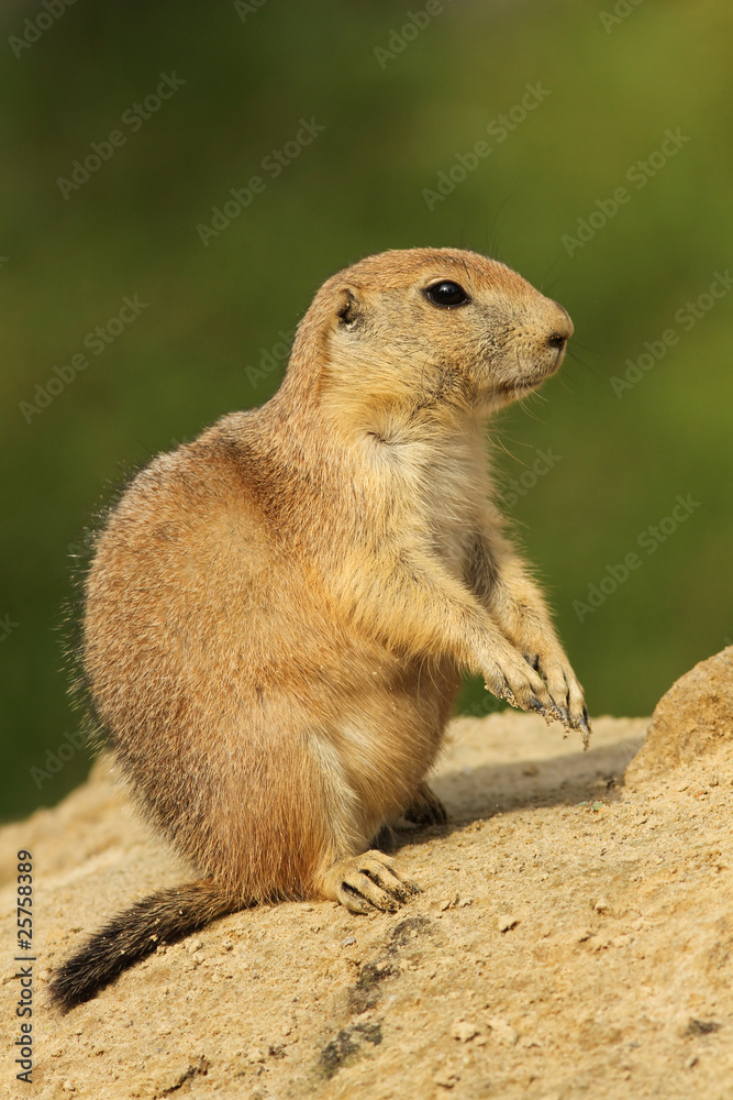 Naklejka premium Prairie dog
