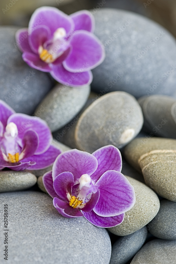 Orchidee Orchidee