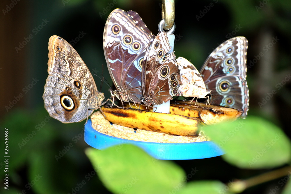 Fototapeta premium Butterflies Feeding