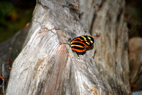 Butterfly on Tree © Bill
