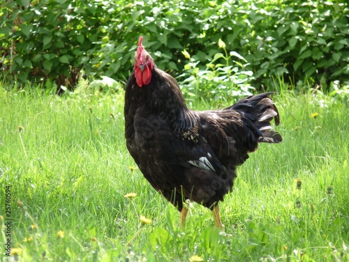 Black Cock on the green grass