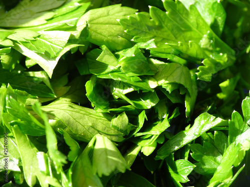 Petersilie - Petroselinum crispum