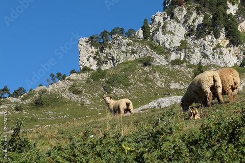 troupeau de moutons