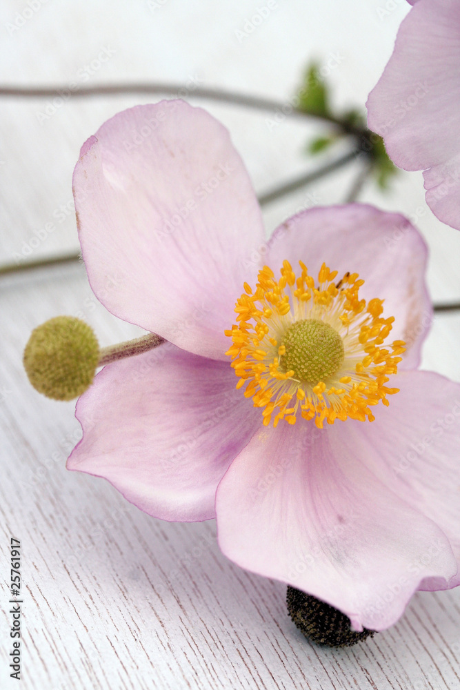 Anemone Anemone