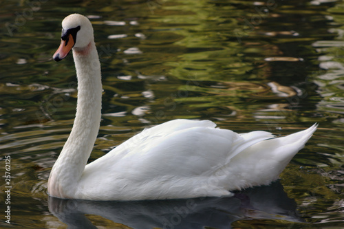 Swan