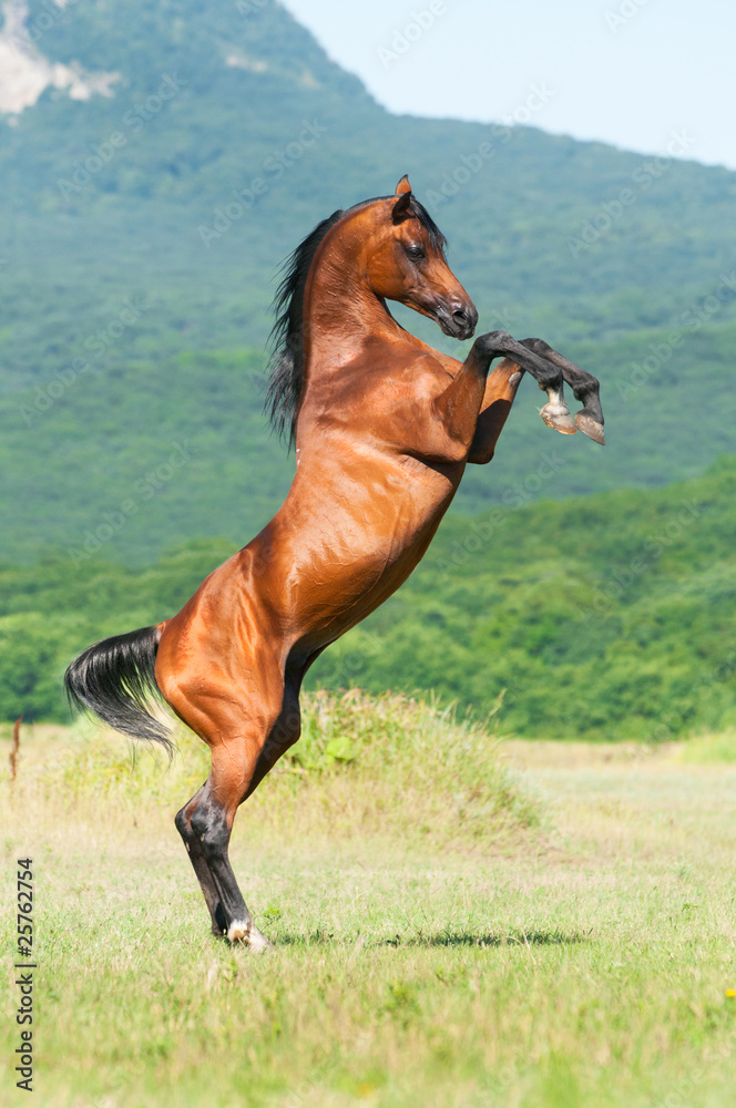 bay arabian stallion rearing - obrazy, fototapety, plakaty 