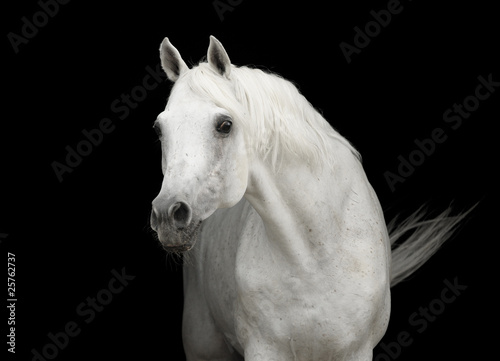 white arabian horse stallion portrai on black