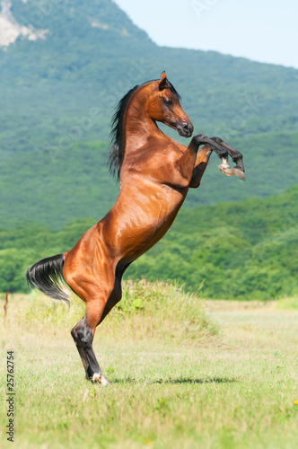 bay arabian stallion rearing