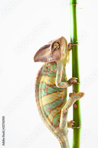 chameleon on a bamboo