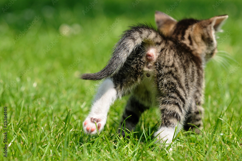 Katze rennt davon StockFoto Adobe Stock