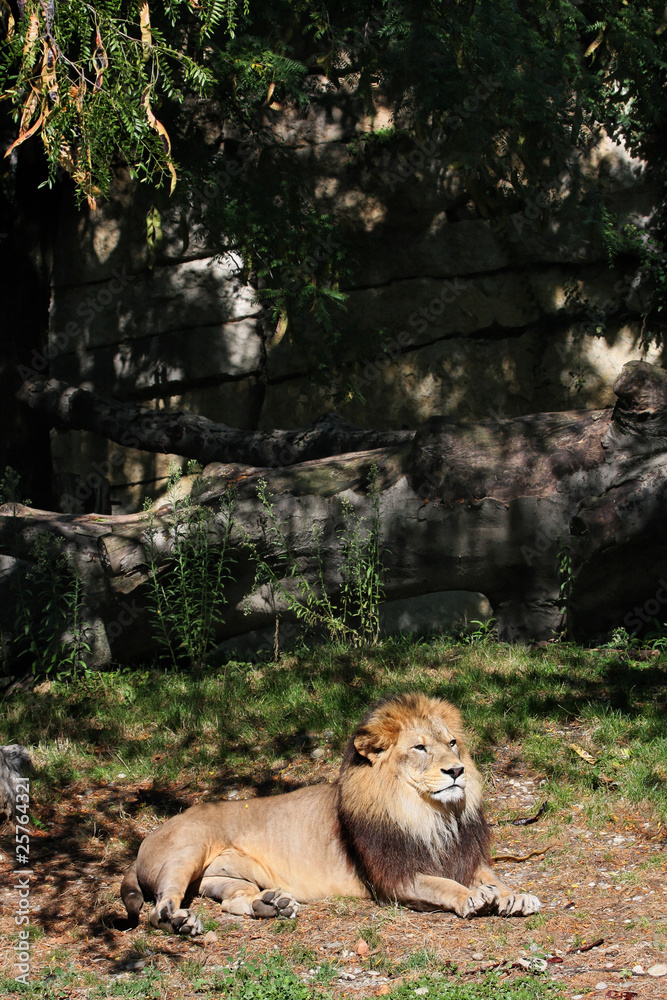 Obraz premium Lion de l'Atlas