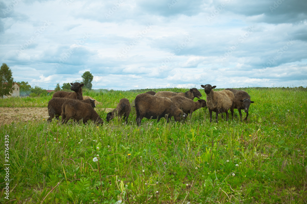 sheep on the field