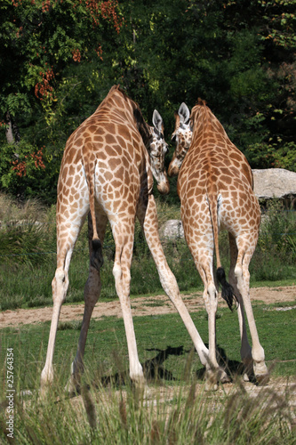 Dos de girafes