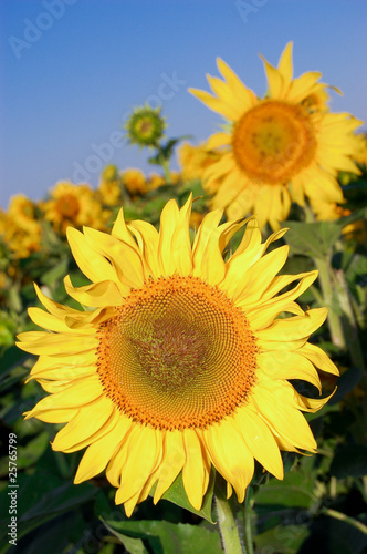 The sunflower