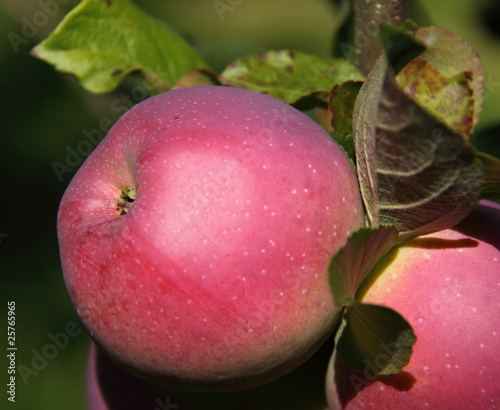 Pomme