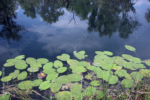 seerose