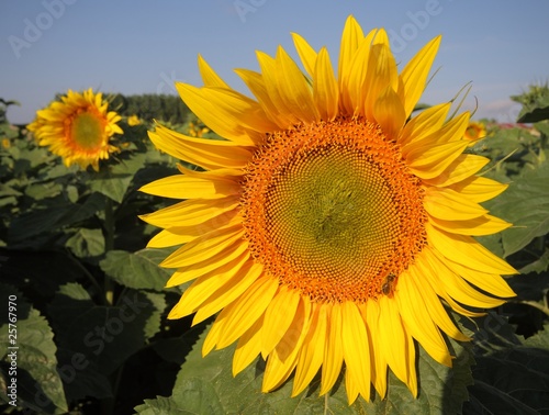 Sunflower Yerri Valley  Navarra