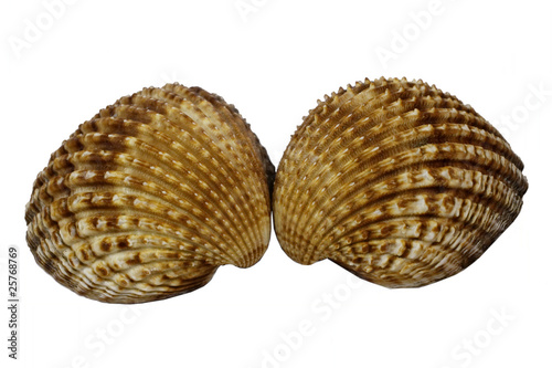 Warzige Herzmuschel, Acanthocardia tuberculata - Cockle, shell