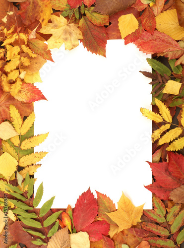 A frame made of different fallen autumn leaves