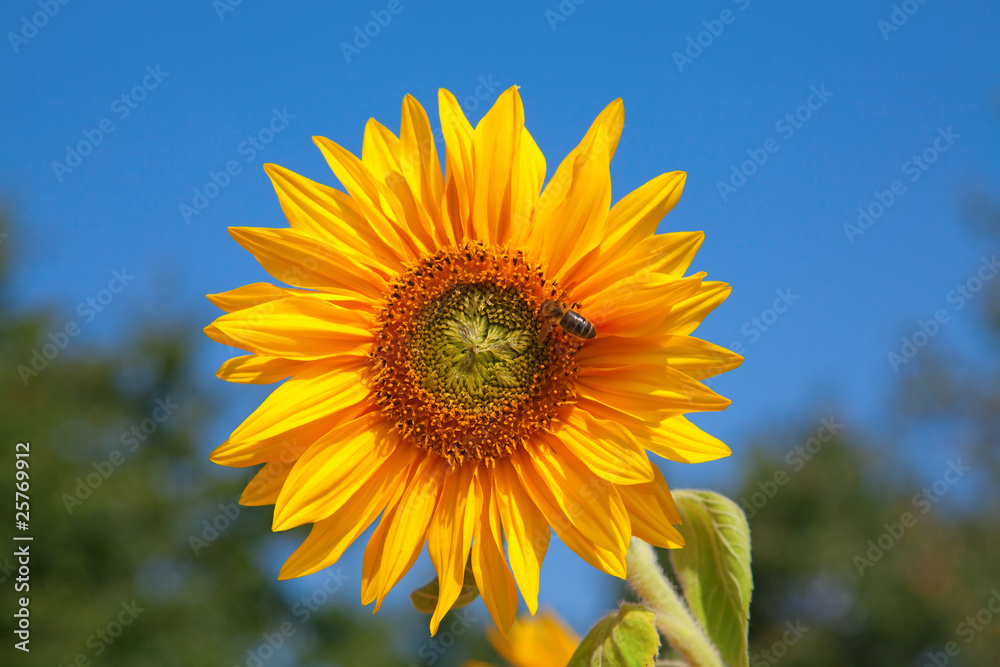 Bee on sunflower
