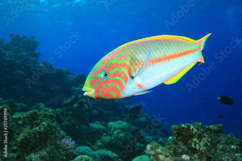 Colorful Tropical Fish (Klunzinger's Wrasse)