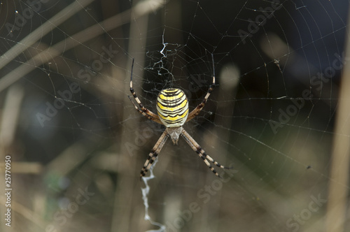 araignée épeire photo