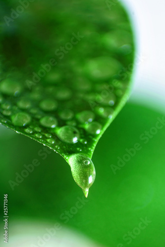 green leaf with water drop