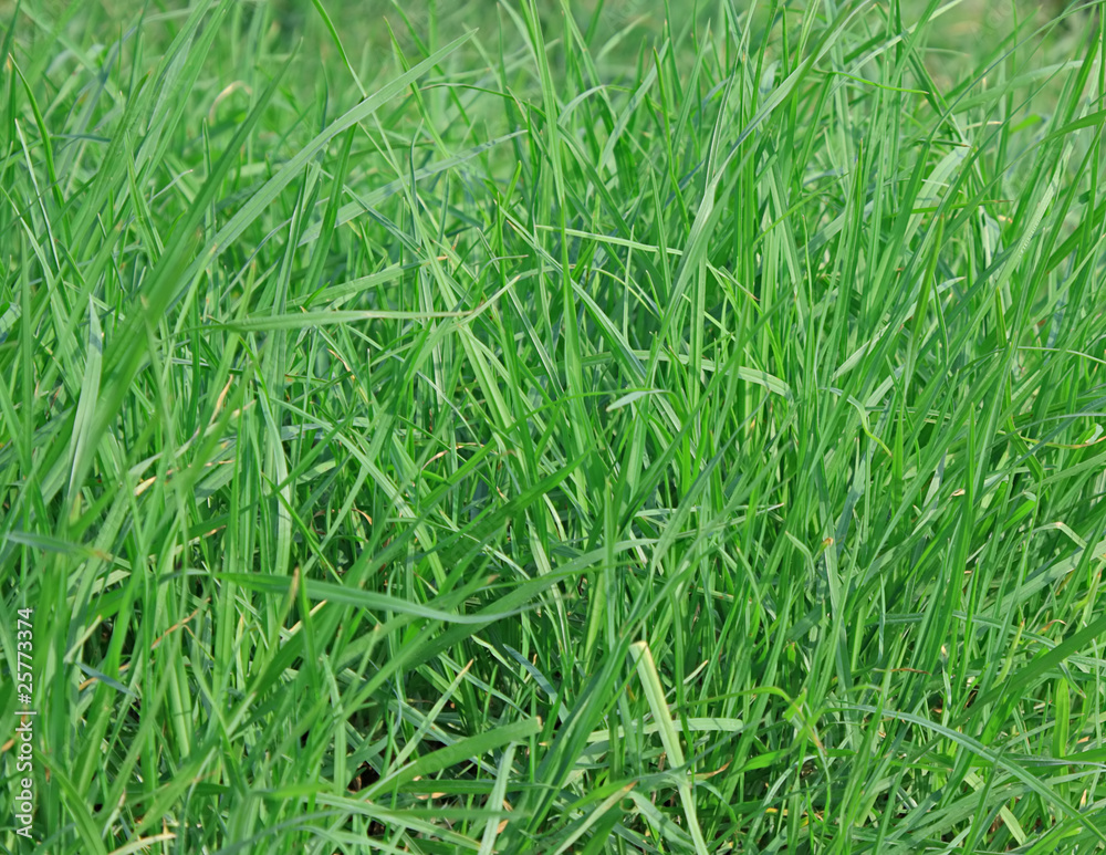 Green grass