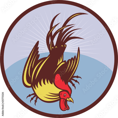 cock cockerel rooster