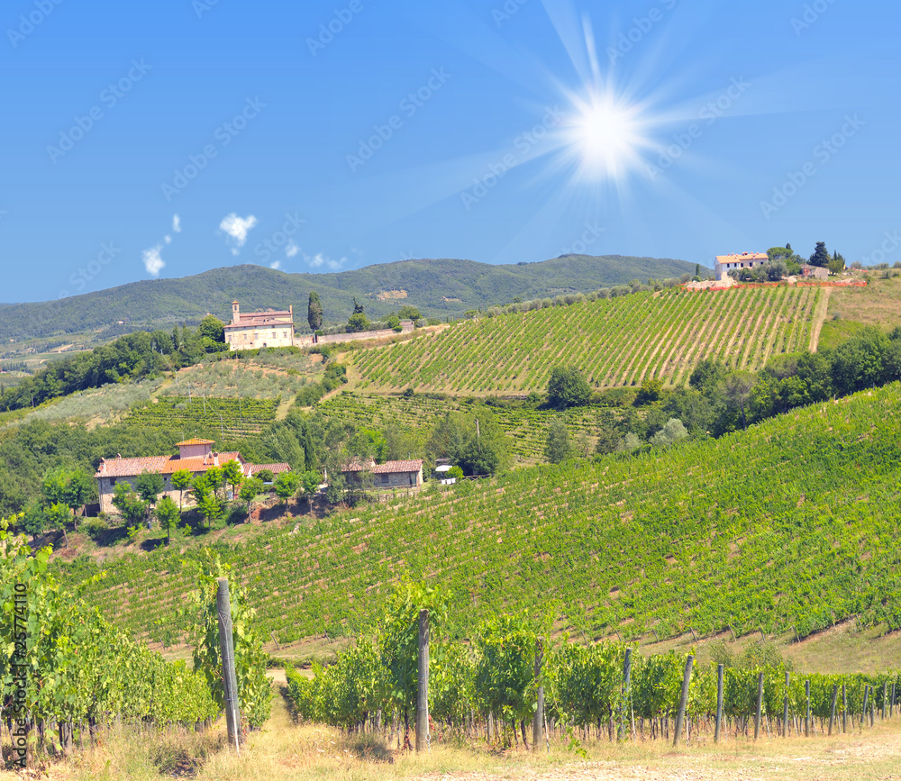 Wine Field, Chianti Region, Tuscany, Italy