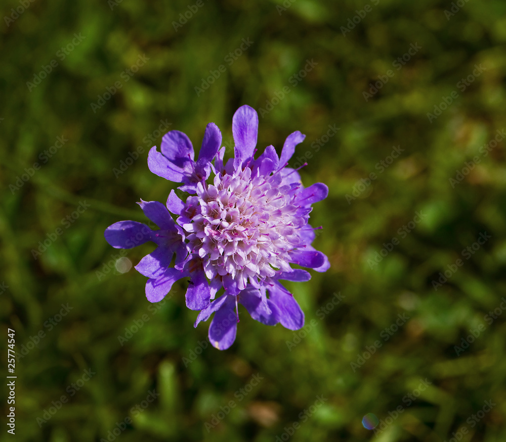 Devil's Bit Scabious wild flower Devil's Bit Scabious wild flower
