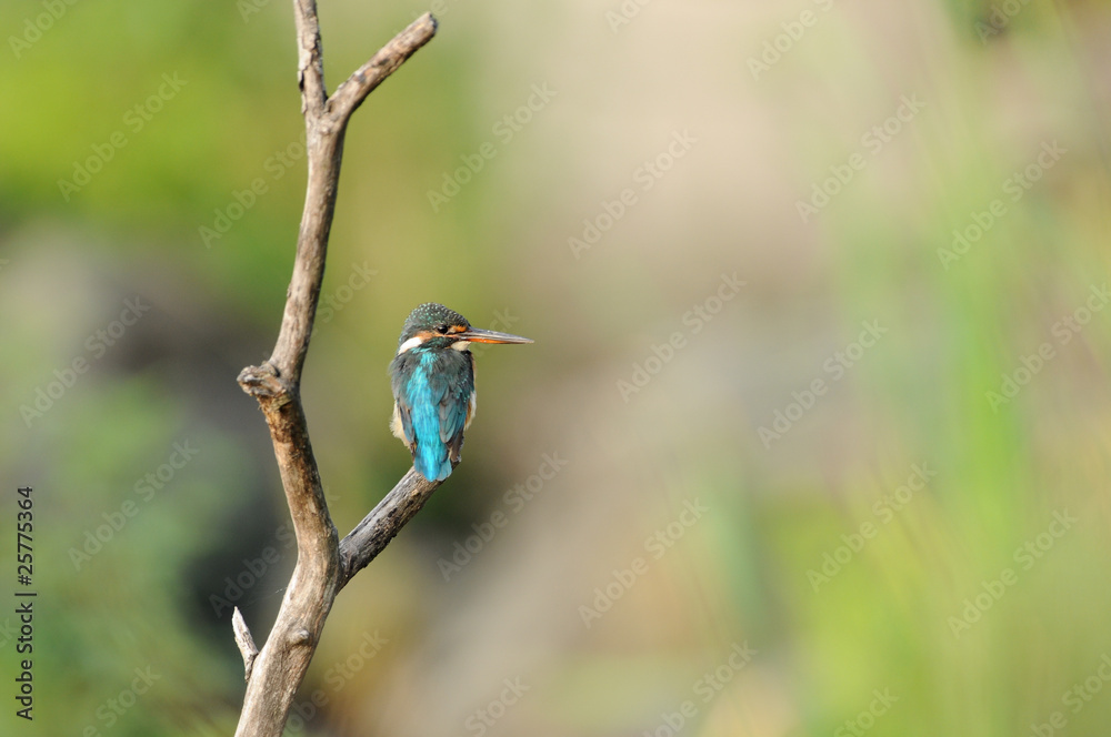 枝先のカワセミ 枝先のカワセミ