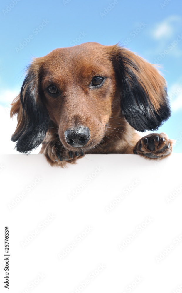 Red Long-Haired Dachshund Above a Blank Sign