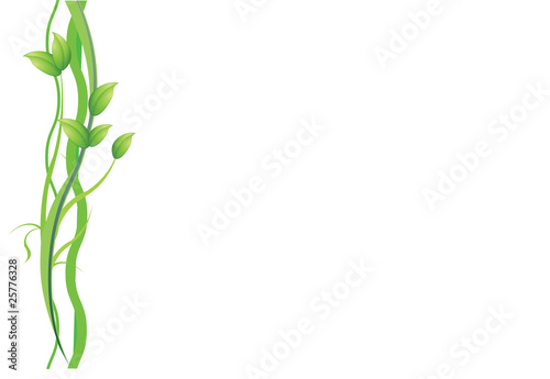 plant on white background