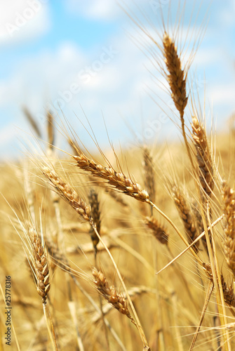 Wheaten field and the sky