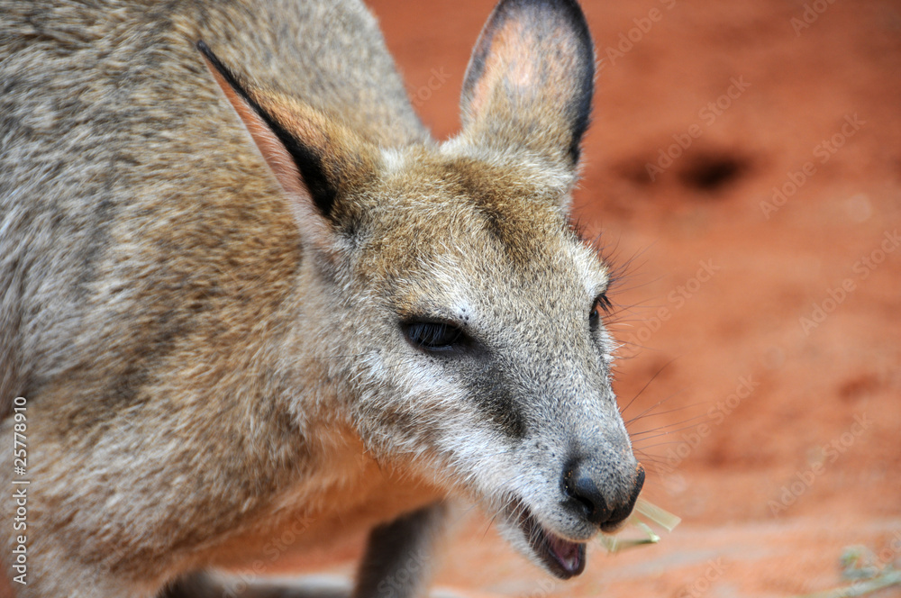 Close up of the head of a kangaroo in Australia