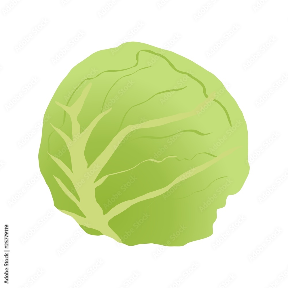 green cabbage green cabbage
