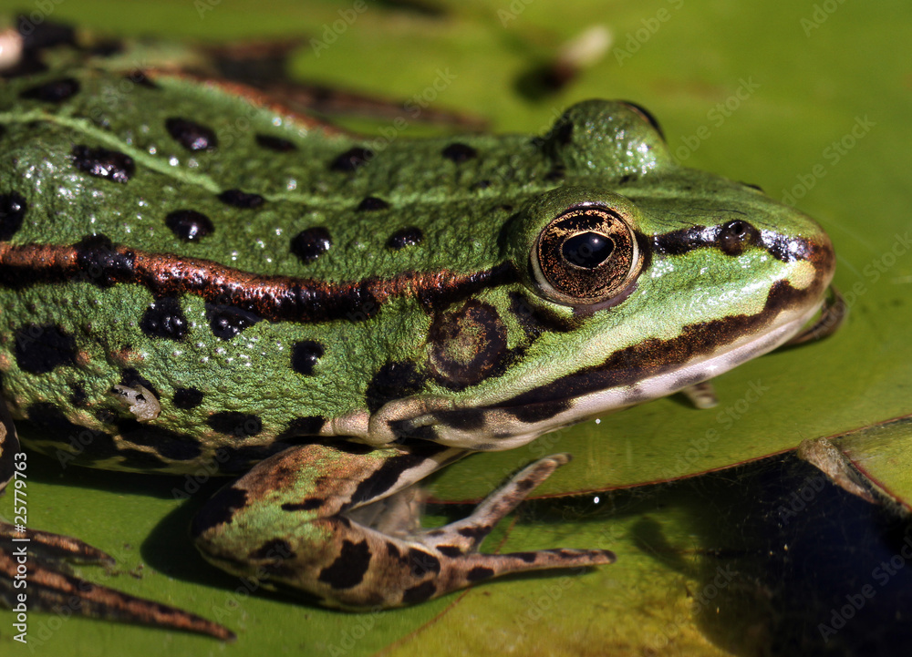 Teichfrosch_08