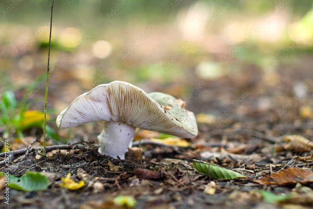 Obraz premium mushroom