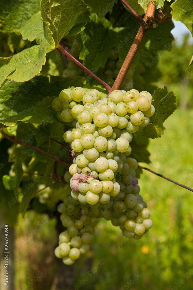 beautiful rapes in the vineyard