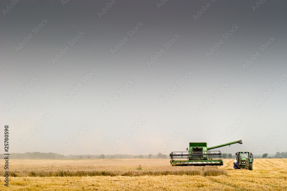 Fototapeta premium wheat
