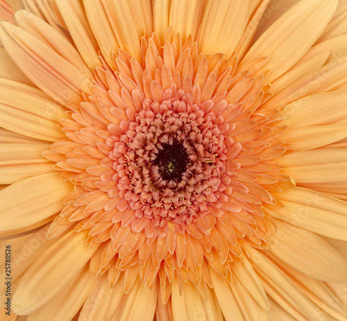 flower nature garden botany daisy bloom