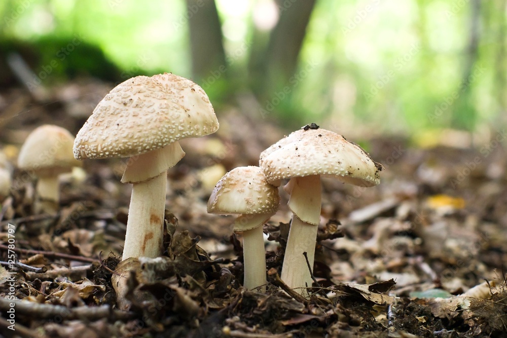 mushroom mushroom