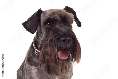 small black schnauzer face