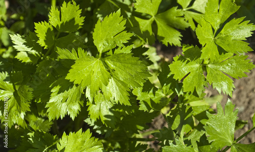 leaves celery