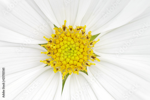 cosmea