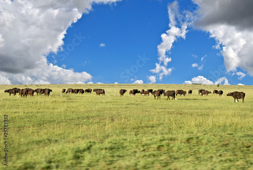 bufali nel parco Masai Mara