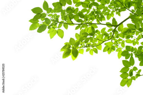 Green leaves on white background