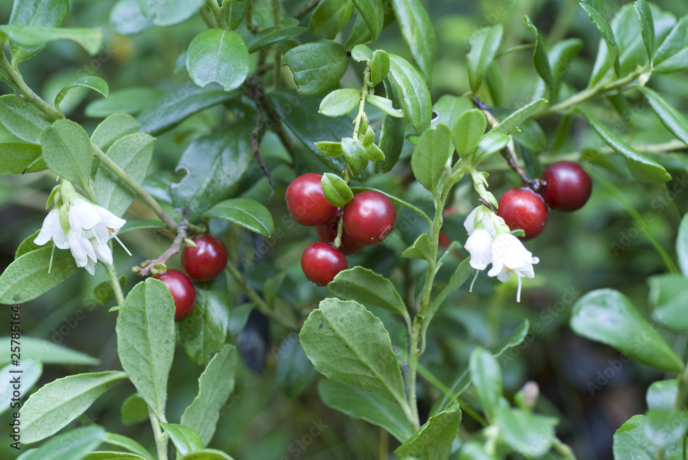 cranberry cranberry